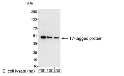Western Blot: T7 Epitope Tag Antibody [Biotin] [NB600-372B] - 200, 100, or 50 ng of E. coli whole cell lysate expressing a multi-tag fusion protein. Antibody used at 0.04 ug/ml (1:25,000). Detection: Streptavidin-HRP (0.1 ug/ml) and chemiluminescence with an exposure time of 30 seconds.